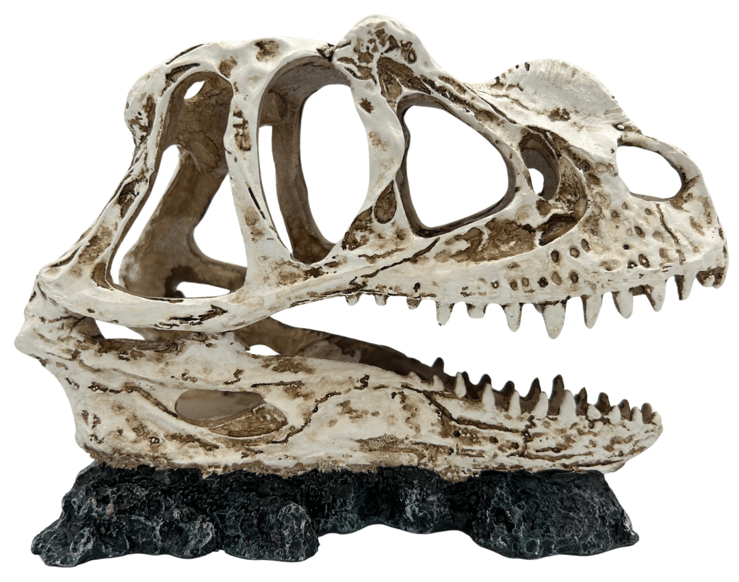AC T-Rex Schedel Right
