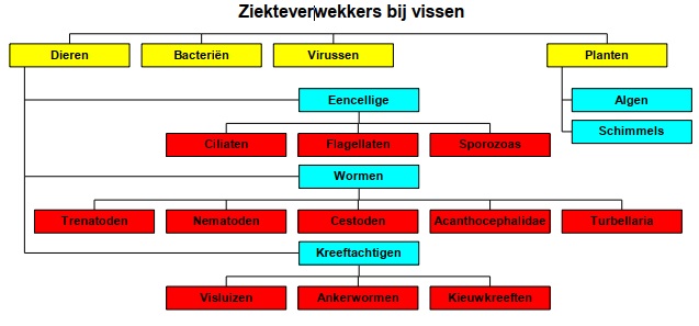 Ziekteverwekkers bij vissen