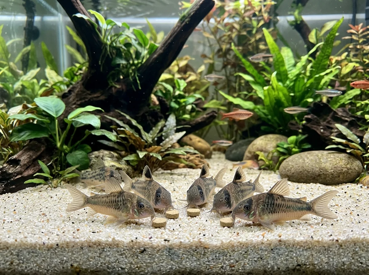 Corydoras bij tabletten