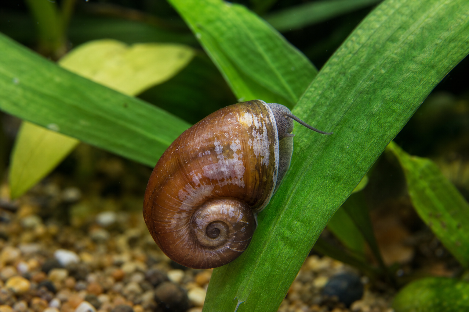 Wit slakkenhuis in aquarium