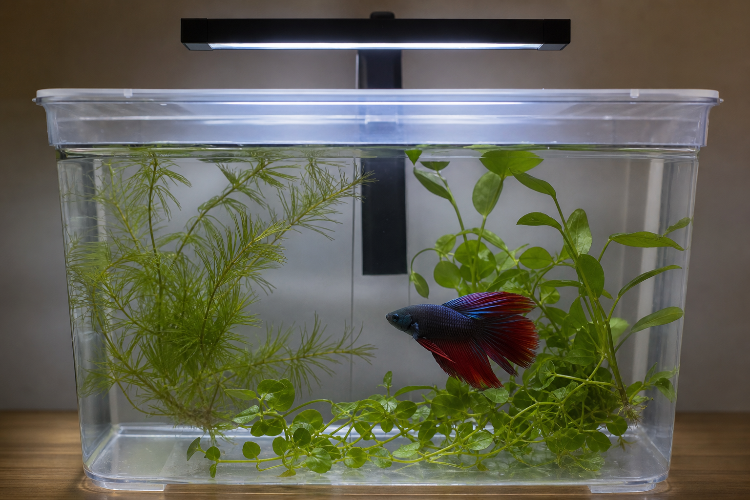 Quarantainebak voor planten