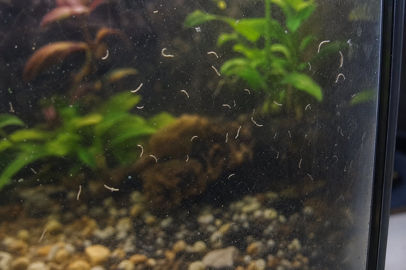 Detrituswormen op aquariumruit