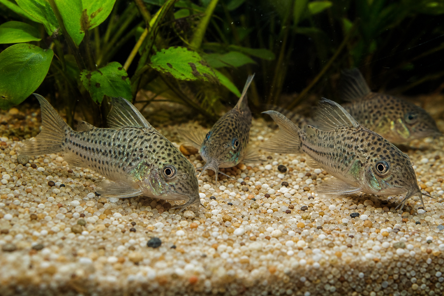 Corydoras op zandbodem