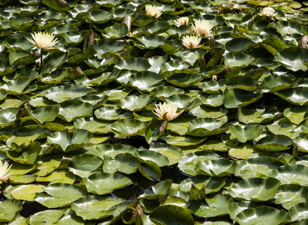 waterlelies en drijfplanten die het vijveroppervlak bedekken en schaduw geven tegen algen